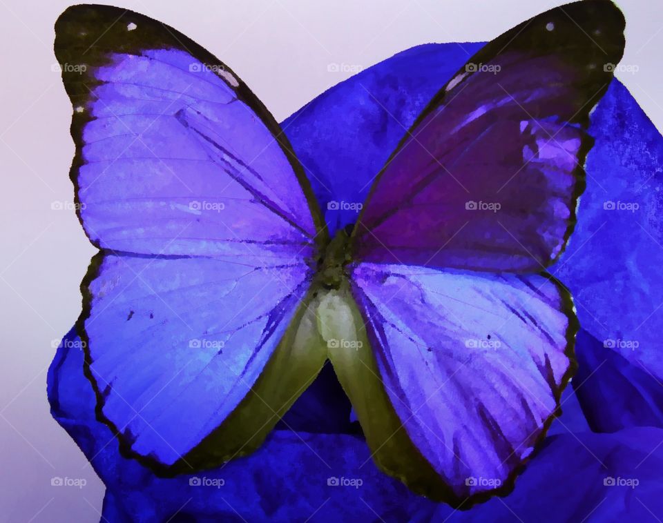 Watercolor butterfly 