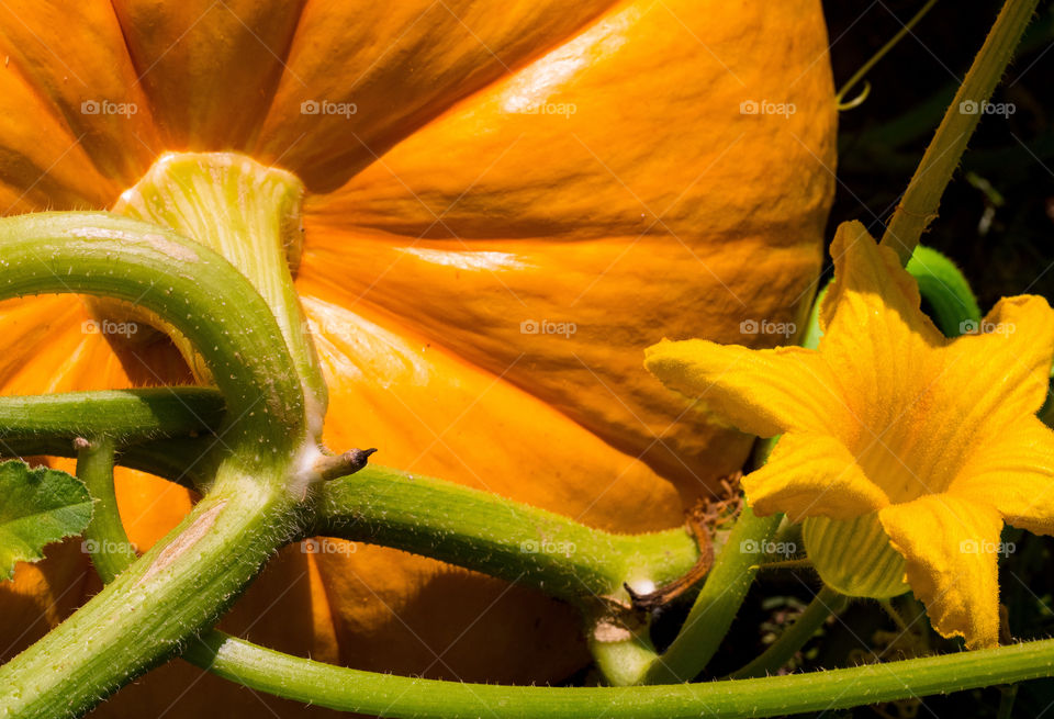 A bright orange pumpkin, looks almost ready to harvest, whilst another flower from the same plant blooms next to it