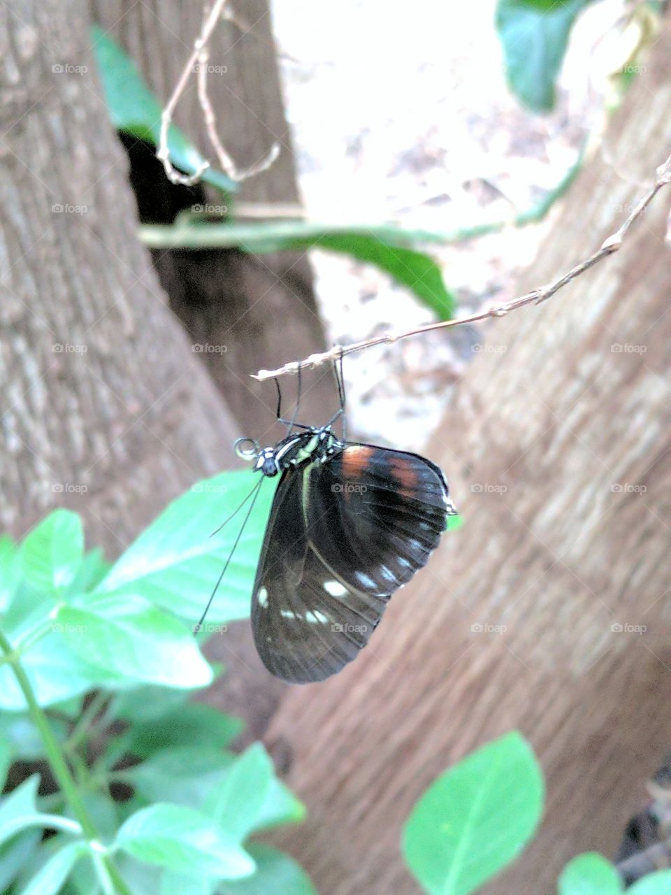 hanging around