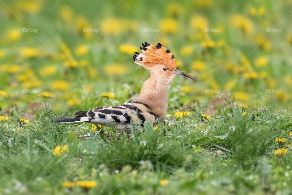 Mission Birds&Bees - Nature in Motion