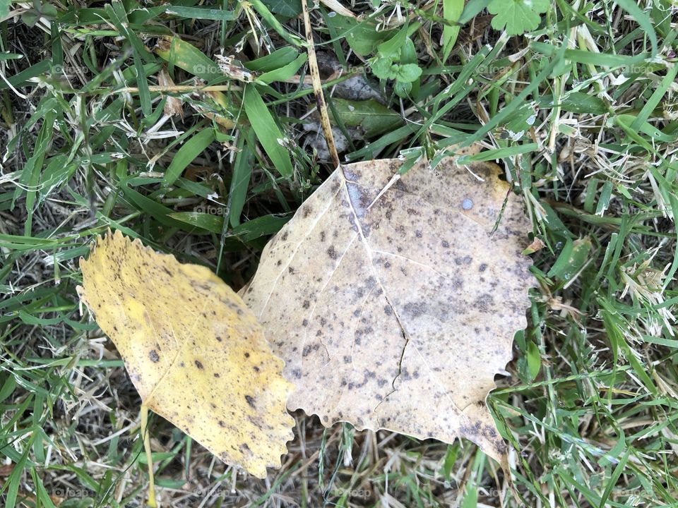 Two fall leaves