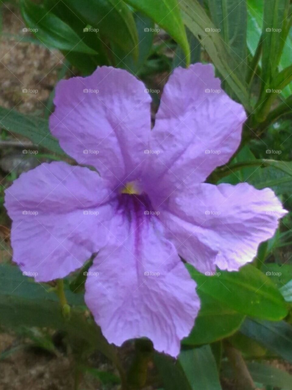violet  colour  flower  in  a  garden