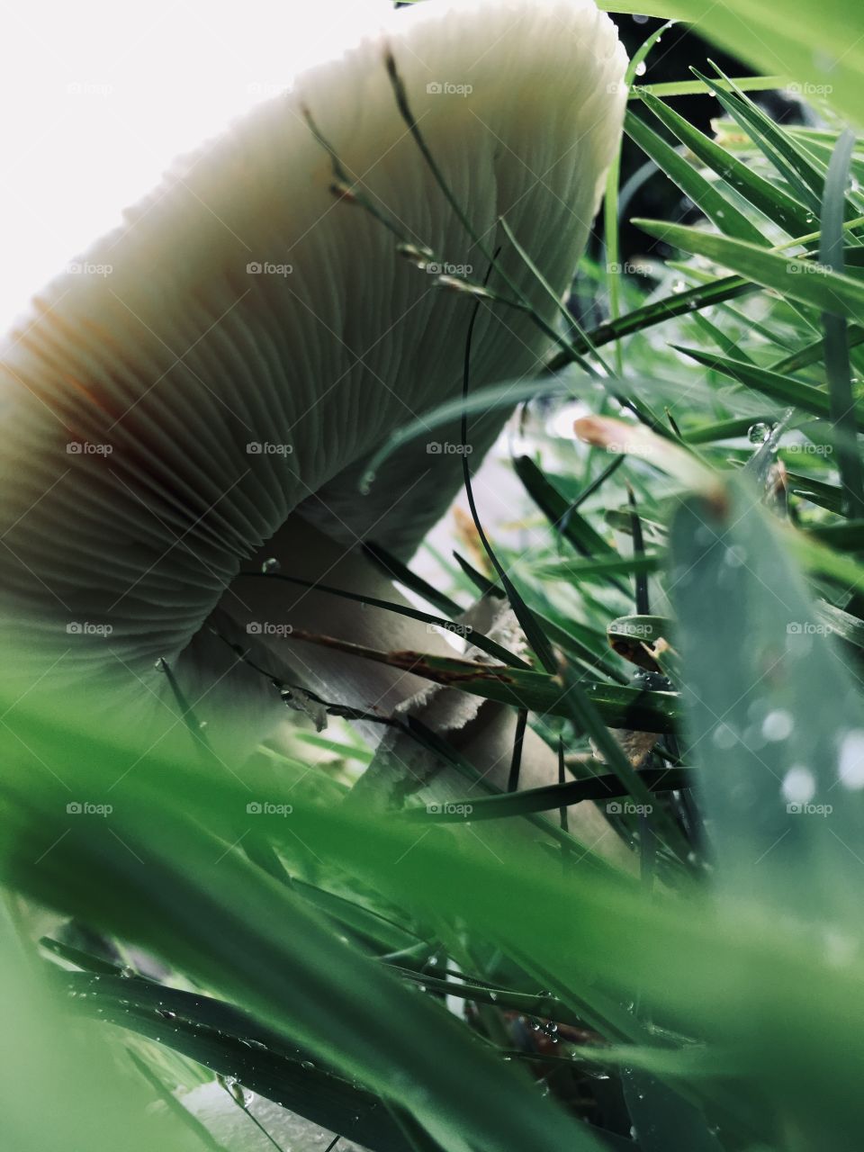 Mushrooms from all the rain🍄