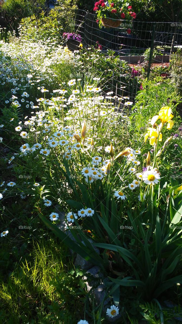 summer time. flowers. colors. beauty