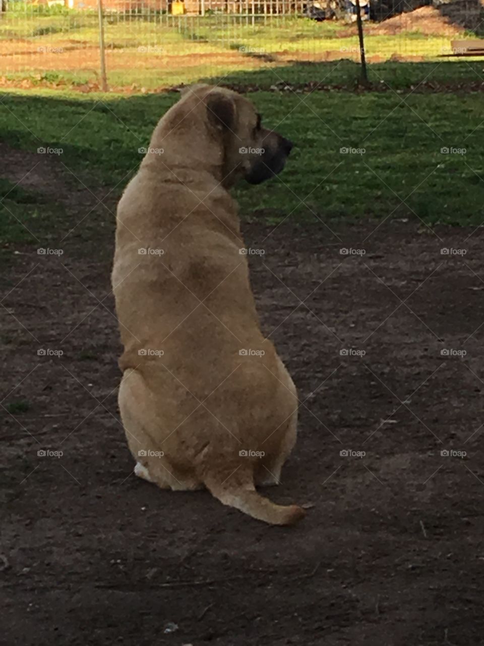 Statue or real? He’s real of course! He’s one thing that makes me happy. He’s about thee years old.