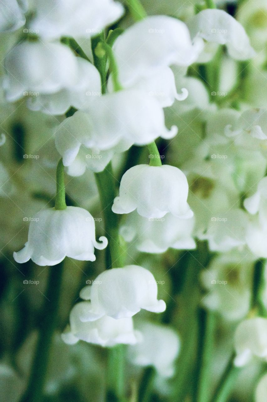 Closeup of Lily of the Valley blossoms
