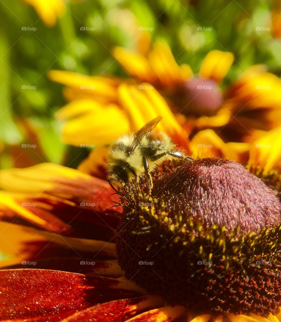 Pollination