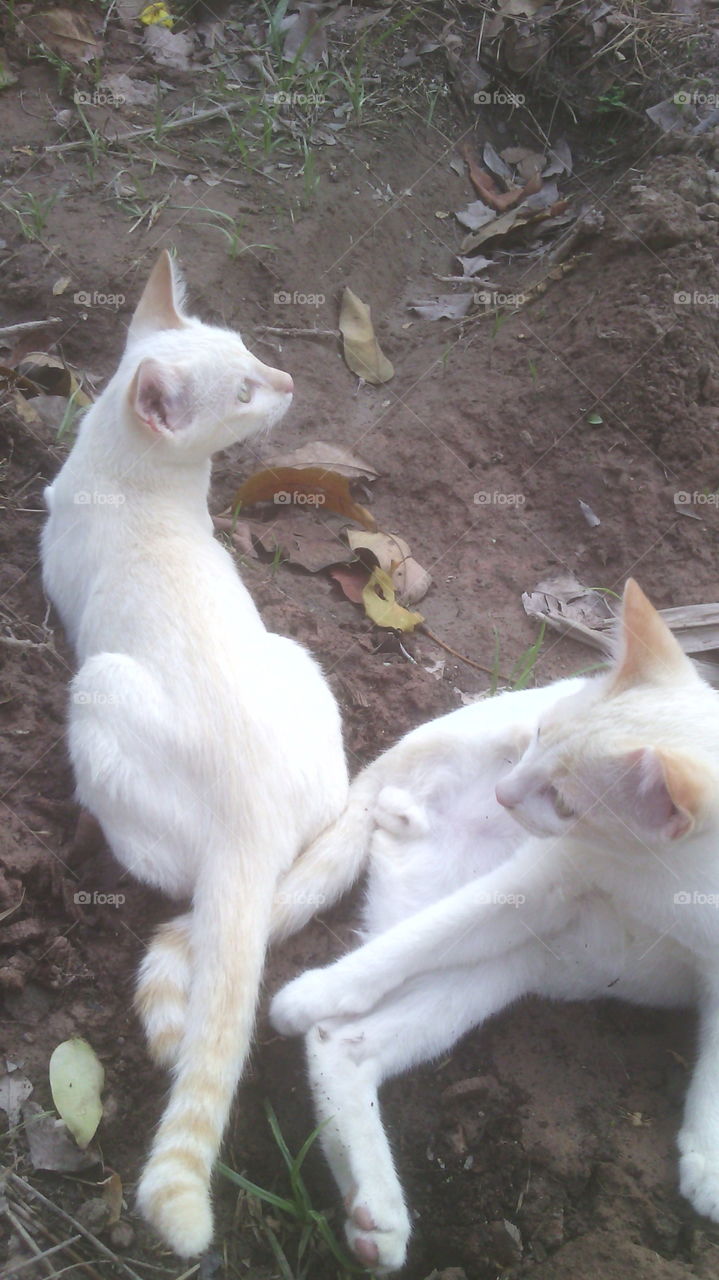 Cute, Animal, Nature, No Person, Pet