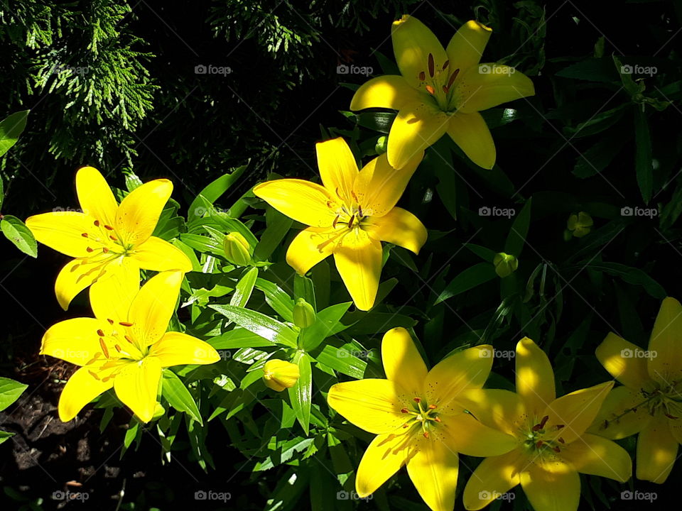 fleur de lys yellow garden  nature countryside  flowers