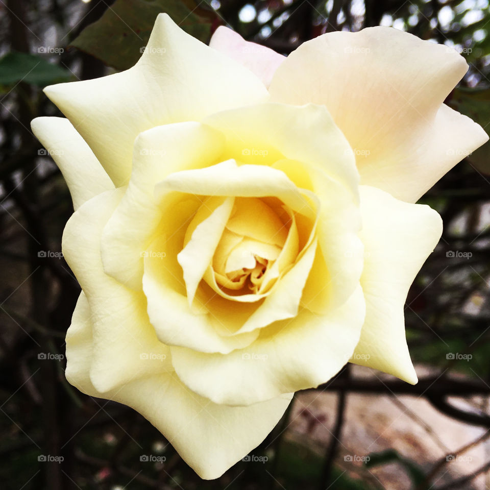 Flores muito bonitas para colorir e alegrar nosso dia! Viva a natureza e sua beleza!