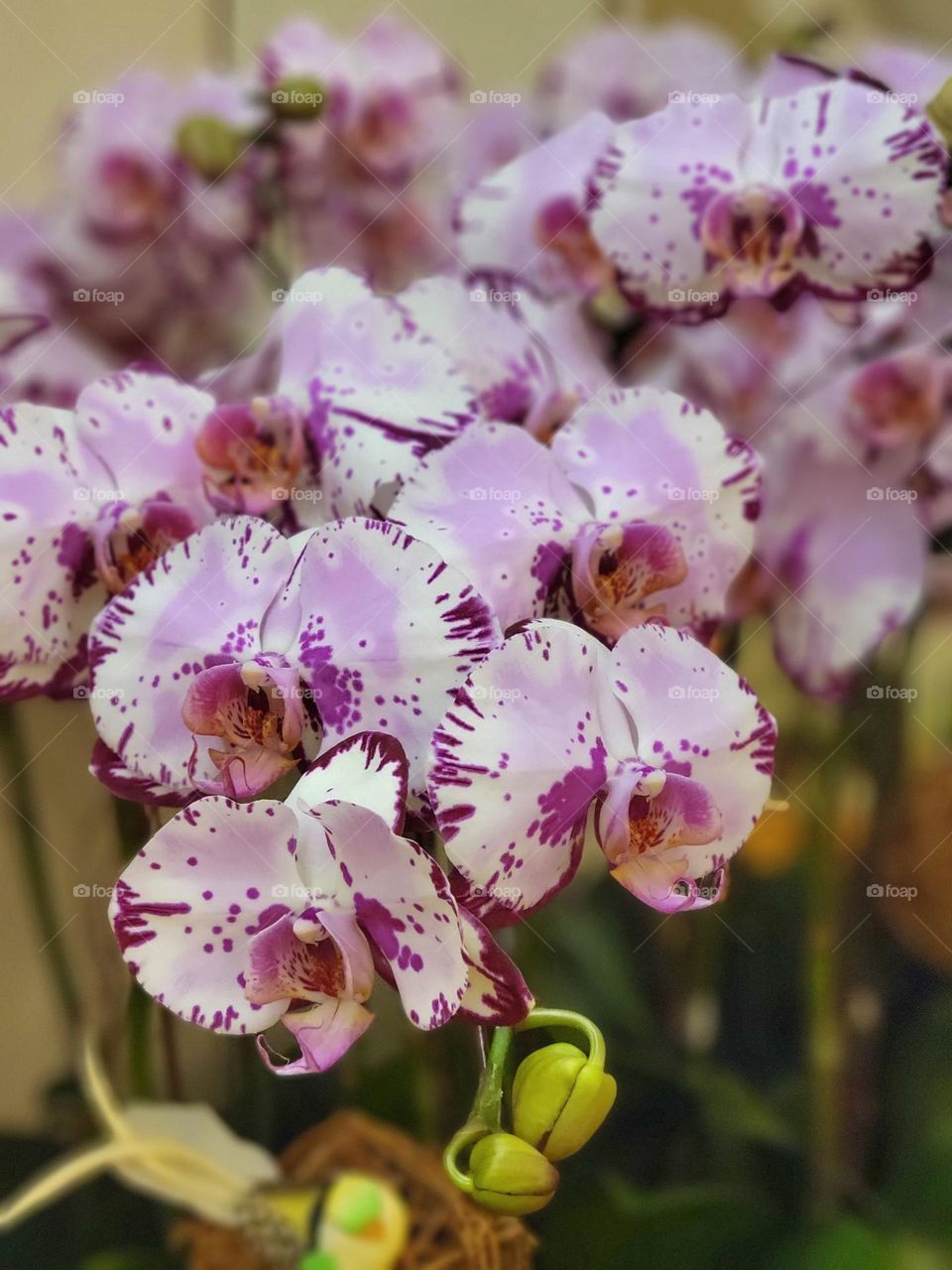 Orchids