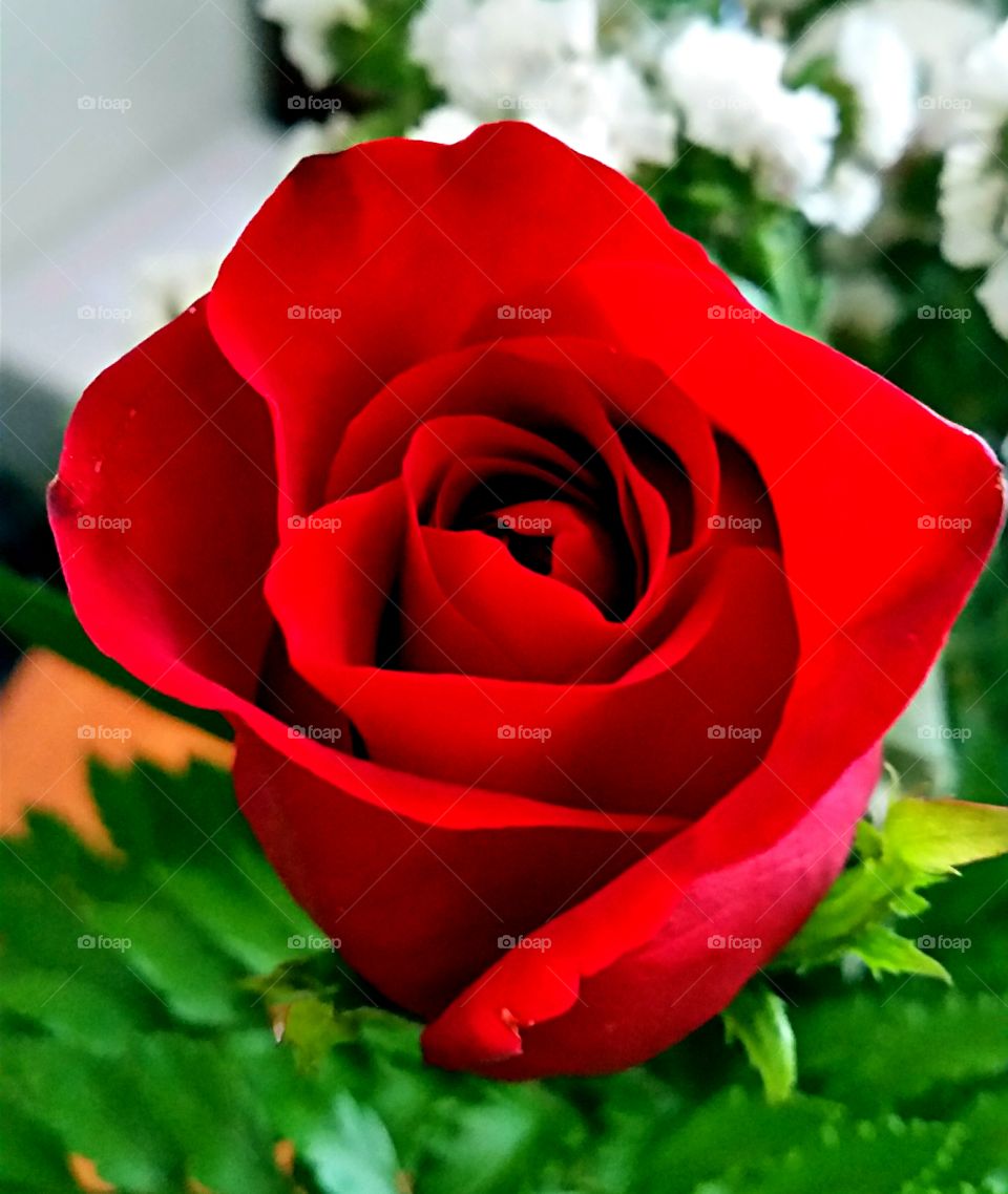 Perfect Red Rose. One perfect red rose!