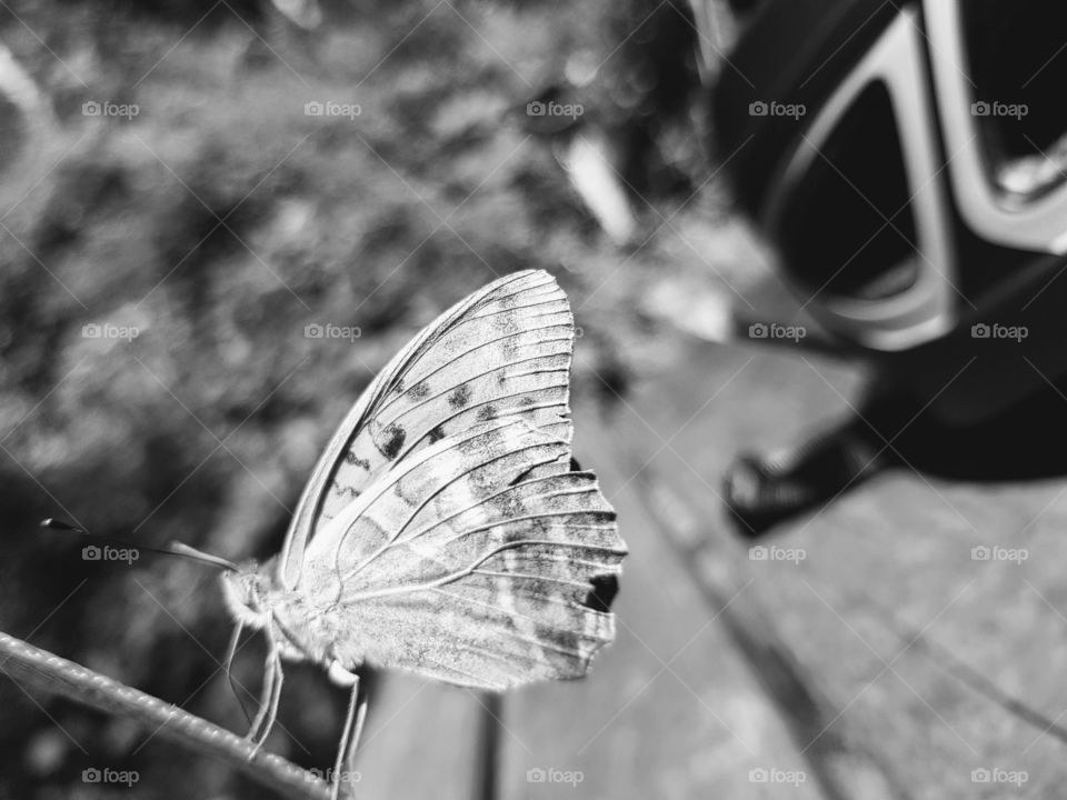 ein Schmetterling in schwarzweiß