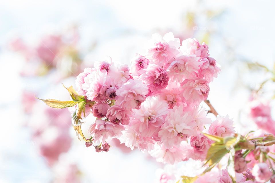 Closeup of beautiful pink blooming cherry flowers growing on a cherry tree branch 