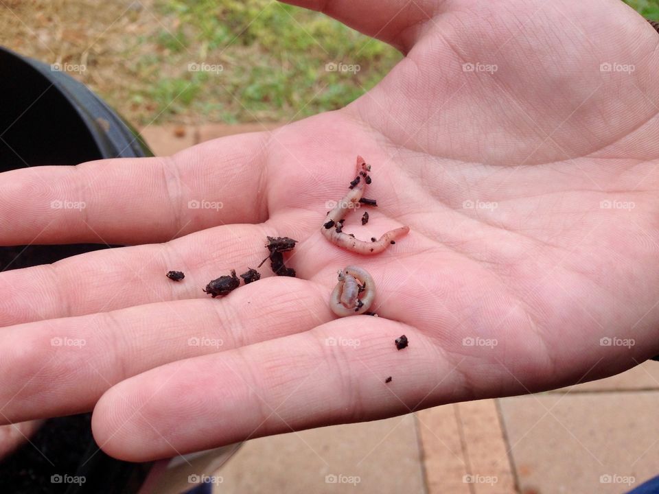 Two earthworms in palm of male hand closeup