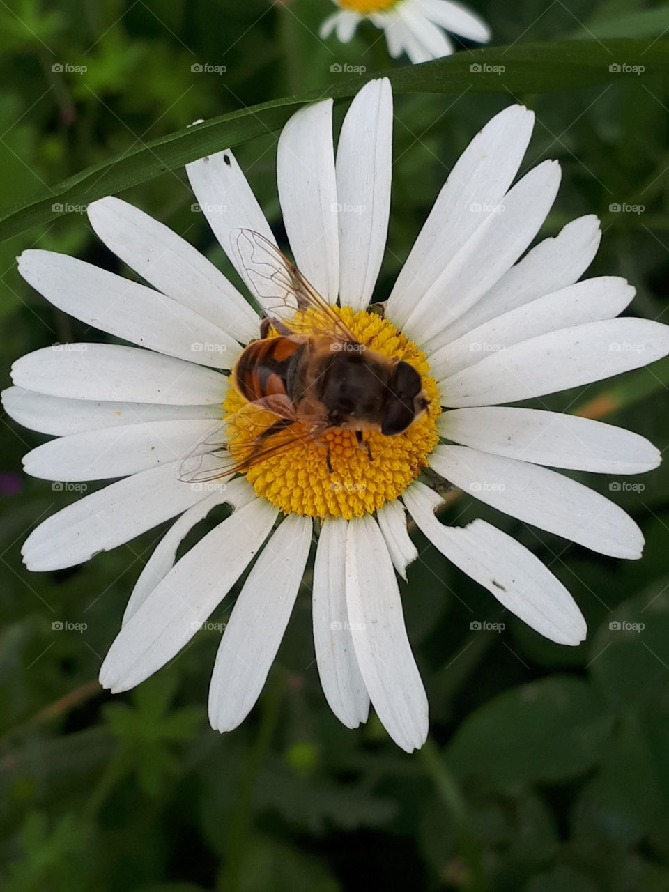 Bumblebee on a chamomile flower