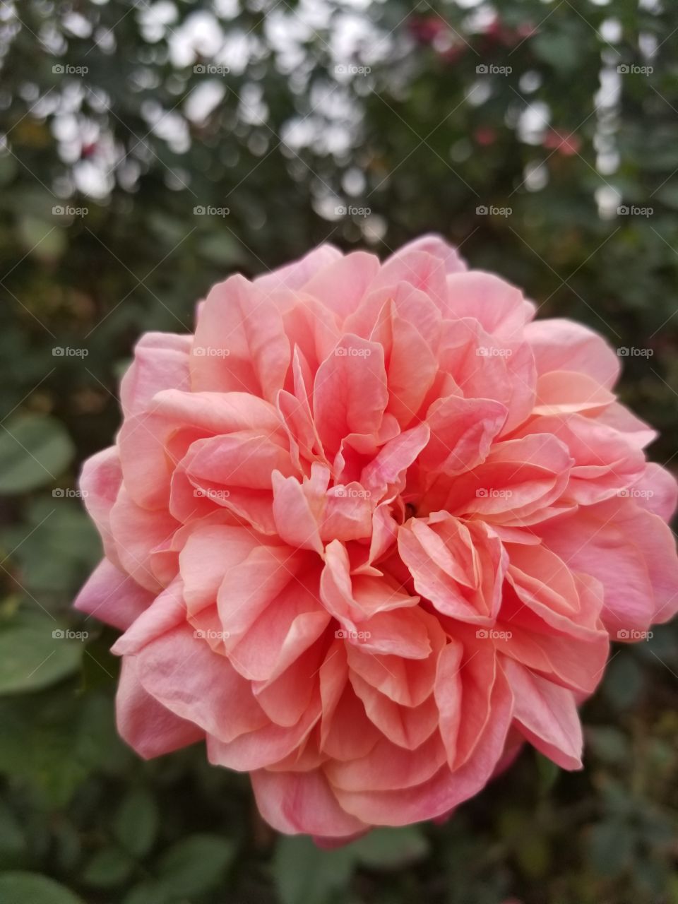 Pink Flower.