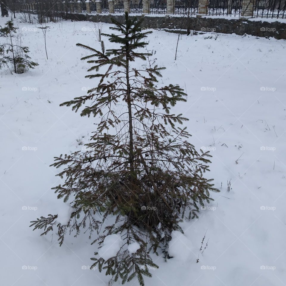 fir-tree