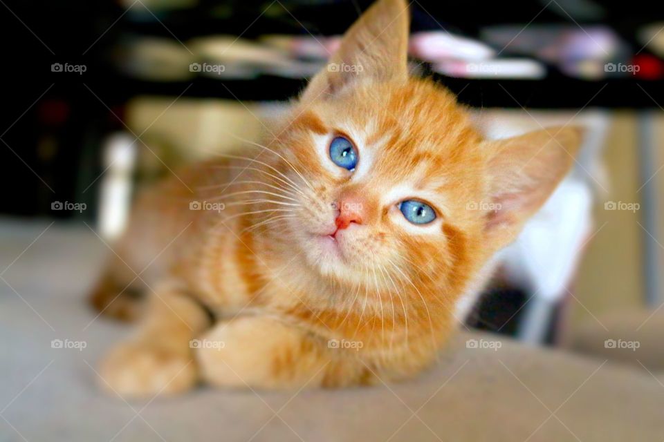 Blue eyed kitty