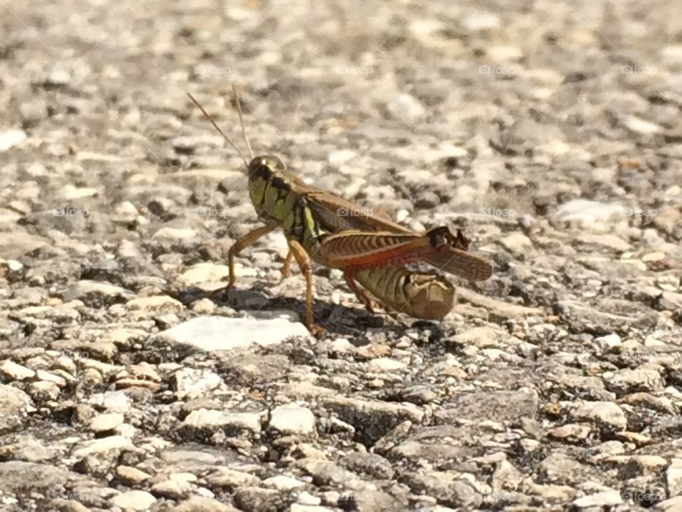 Grasshopper closeup on gravel