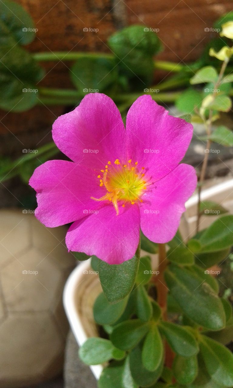 flower