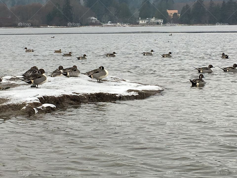 Ducks chatting