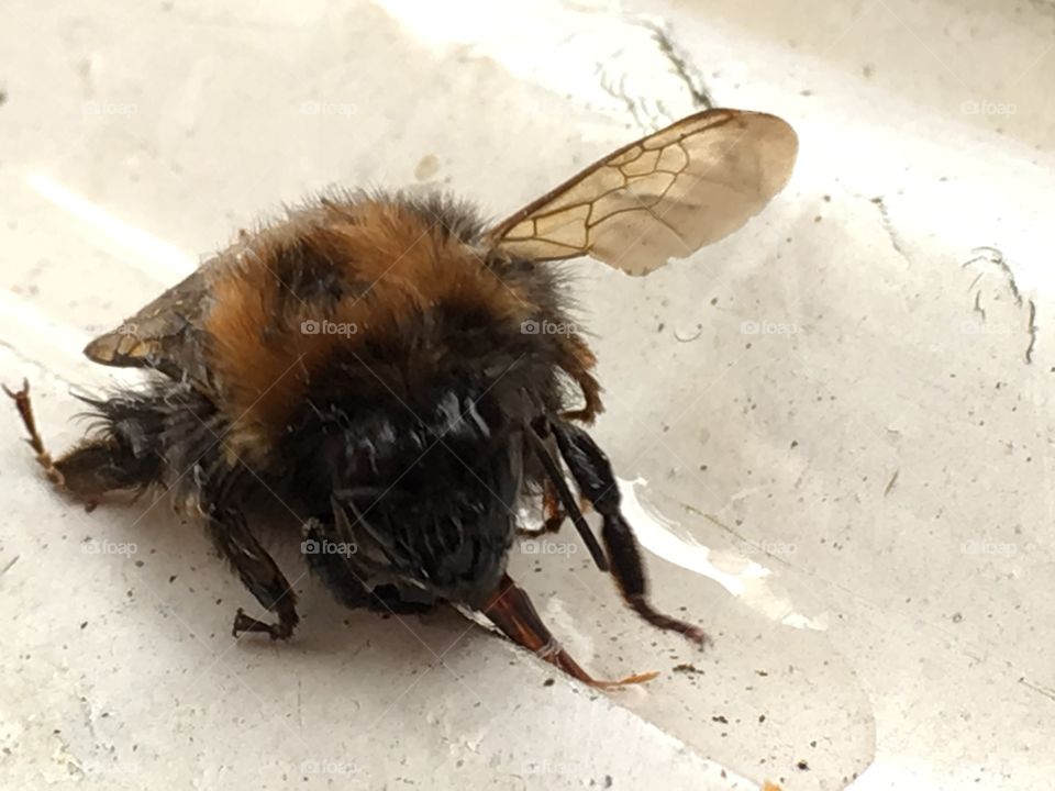 Injured tree bumble bee close up drinking sugar water to regain its strength 