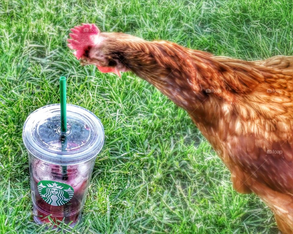 Chicken goes For Starbucks refresher. my chicken wanting a bit of my Starbucks refresher