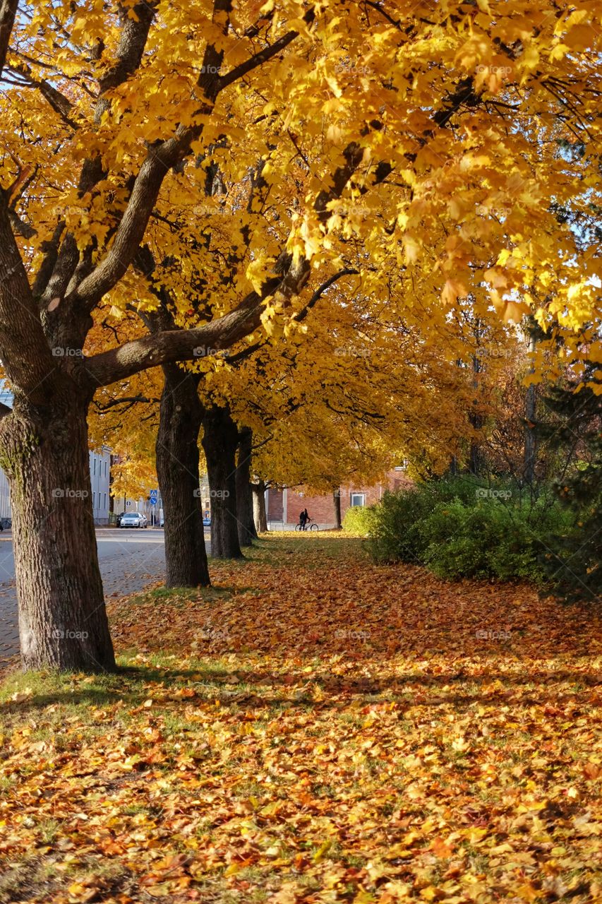 Treelined in autumn