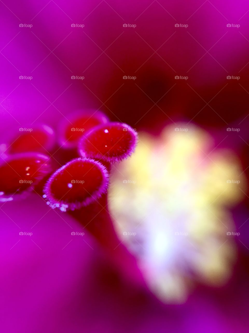 Extreme close up of a pink/purple flower's pistil.