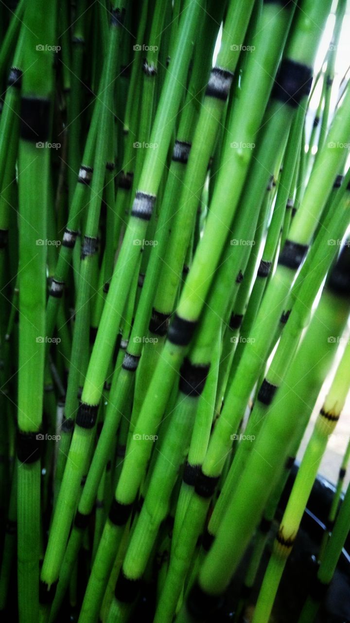 Bamboo