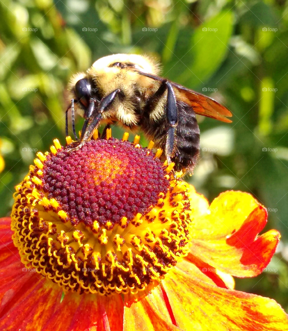 close-up of a honeybee getting nectar from a colorful orange and yellow flower