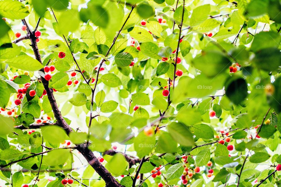 Nature, Tree, Leaf, No Person, Branch