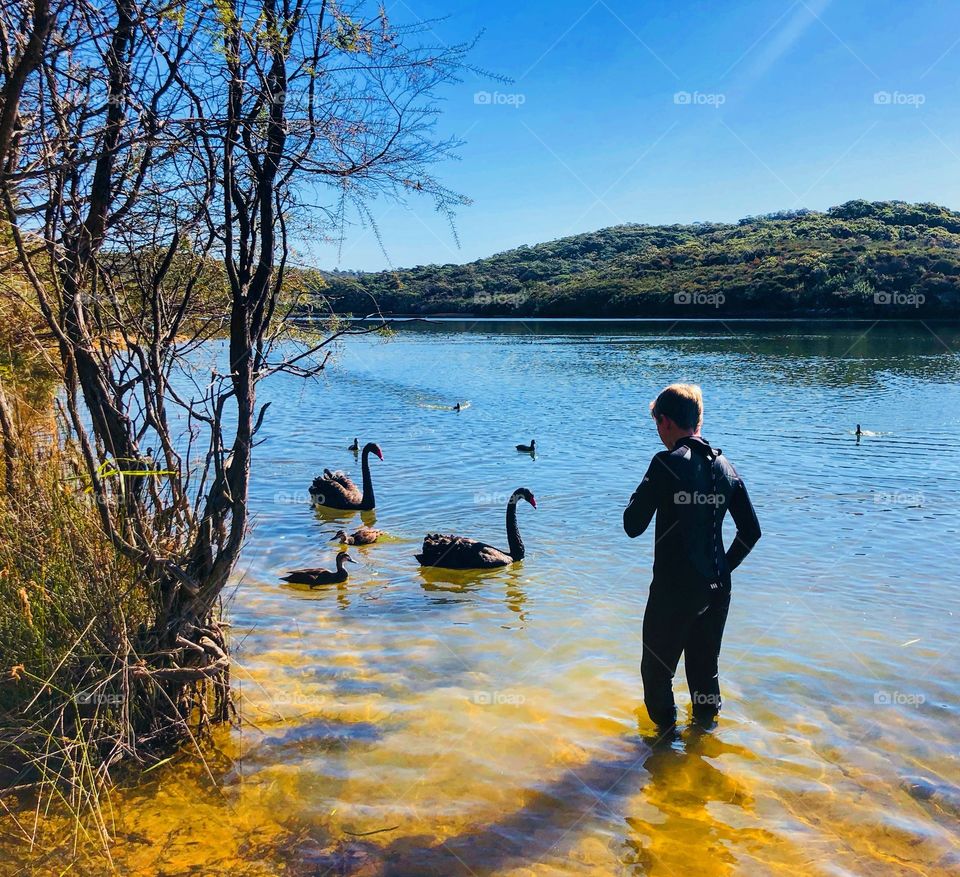The black swans and the swimmer st the lake 