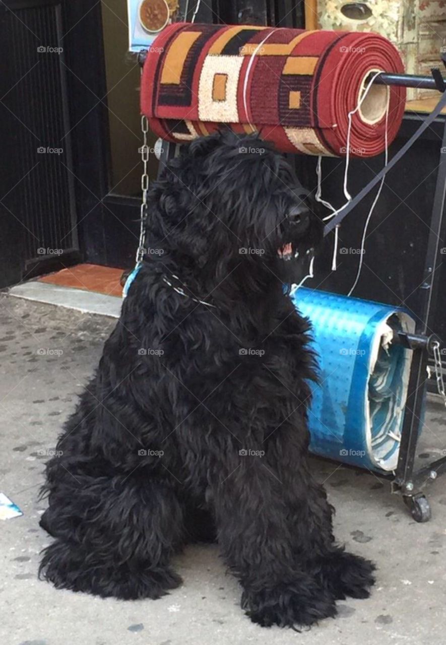 Sheepdog In Queens. Saw this sweet dog on a visit to Jackson Heights (Queens), NY