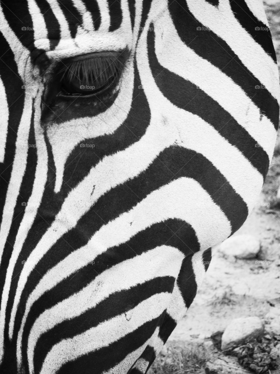 Zebra close up
