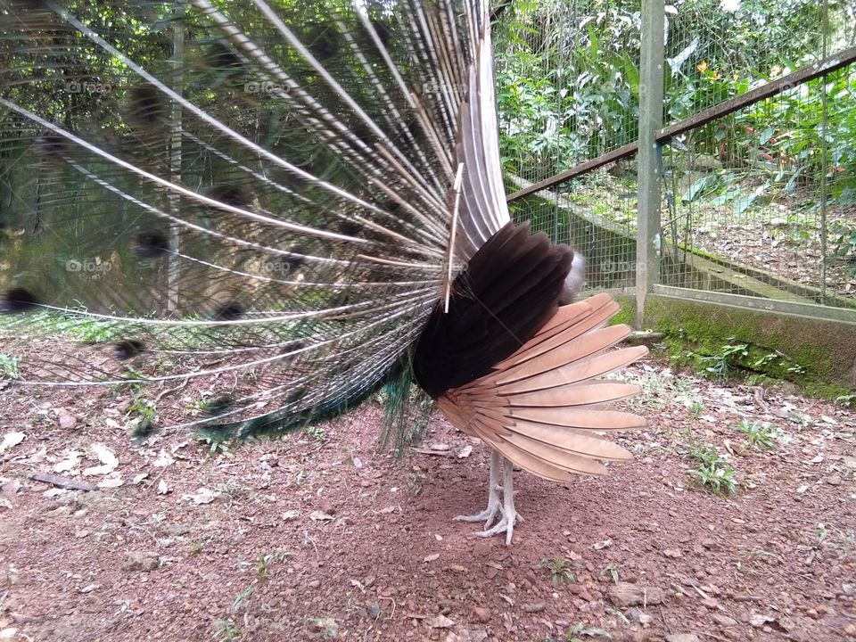 The peafowl include three species of birds in the genera Pavo and Afropavo of the Phasianidae family, the pheasants and their allies. Spotted at zoo family recreation