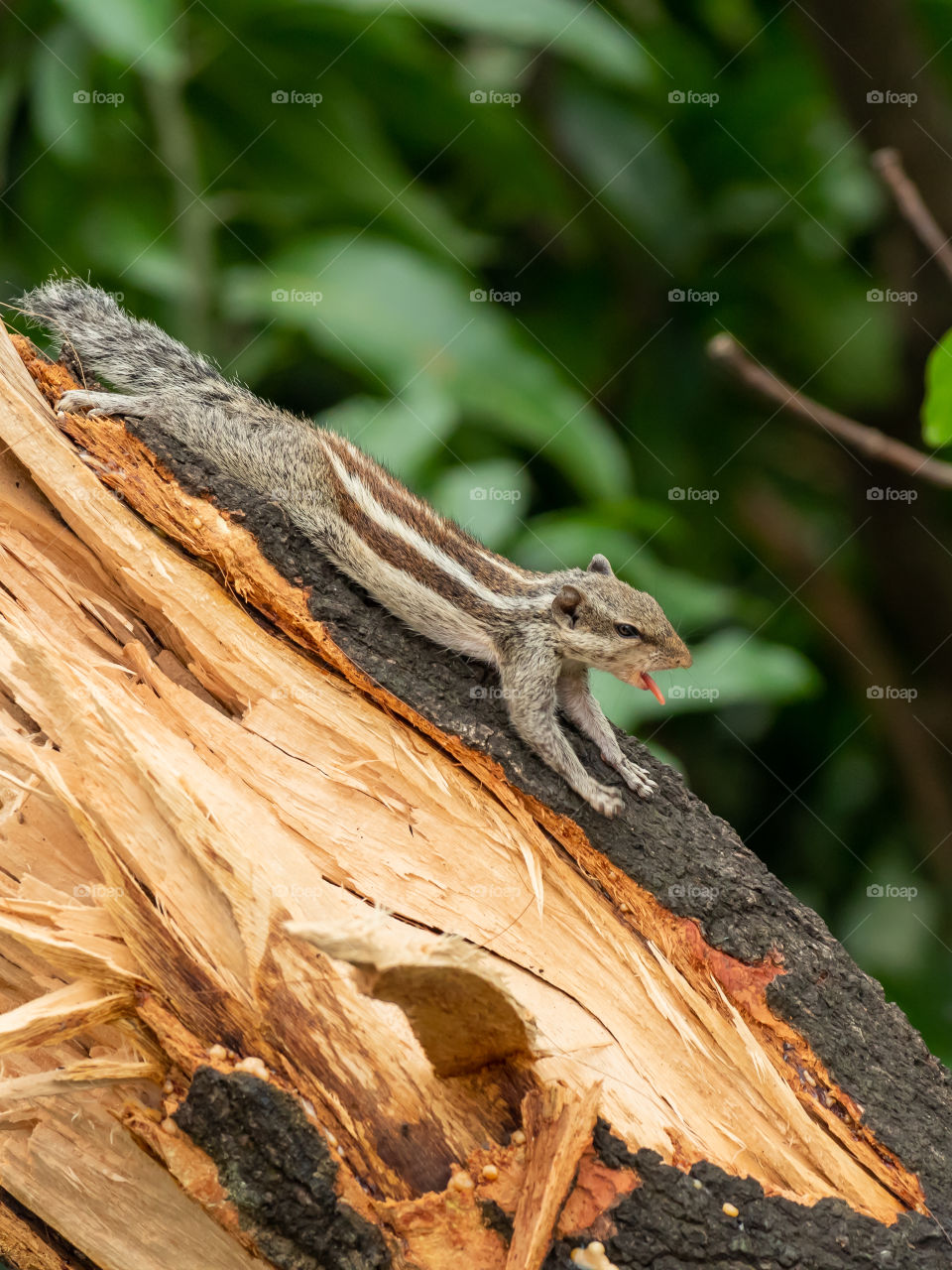 Leisure Days 🐿️