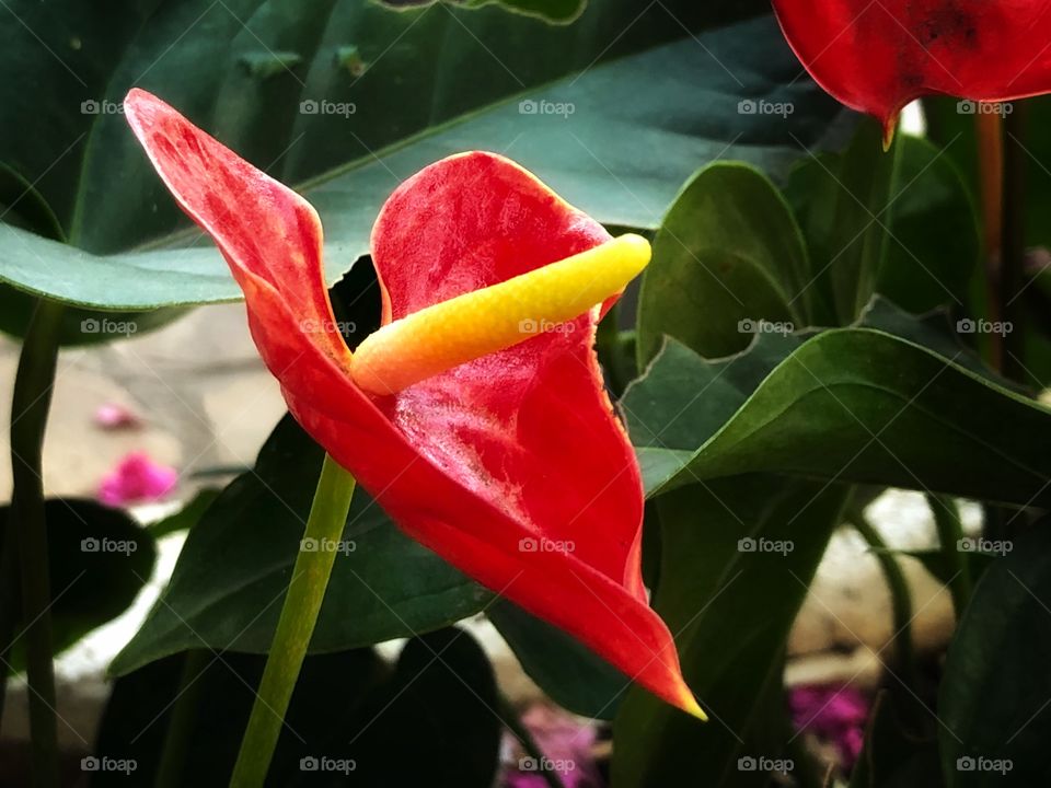 Beautiful red flower in a garden in the middle of a big city. Color and Beauty in the middle of the concrete jungle...