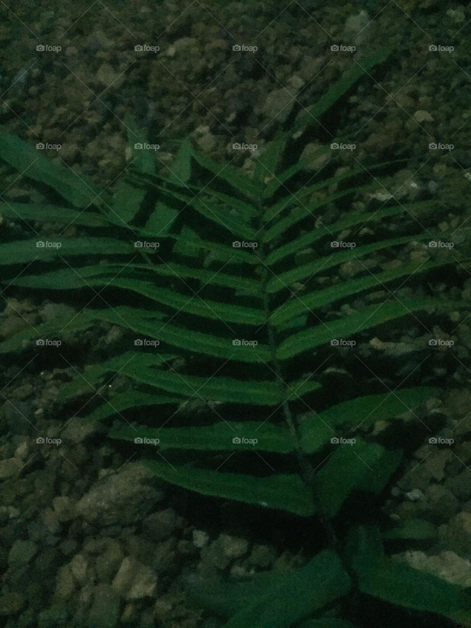 Green leaves 