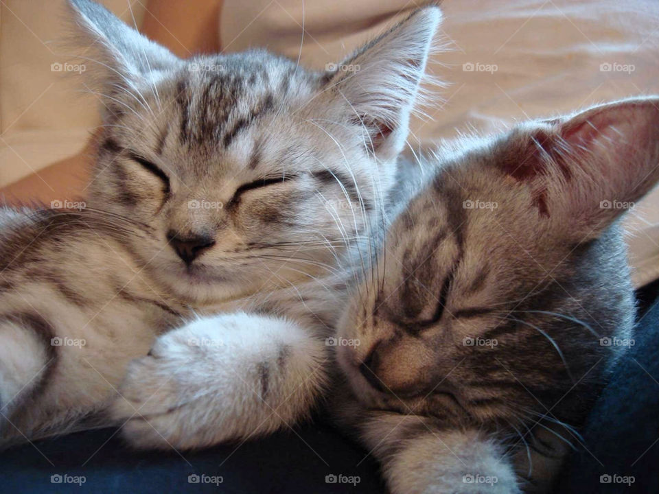 Snuggling Kittens
