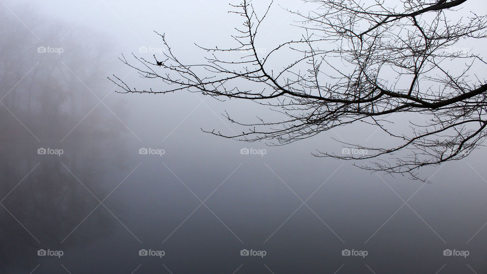 Leafless Tree Branch on a Foggy Morning