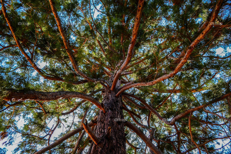 Panoramic photo of a giant Sequoia tree