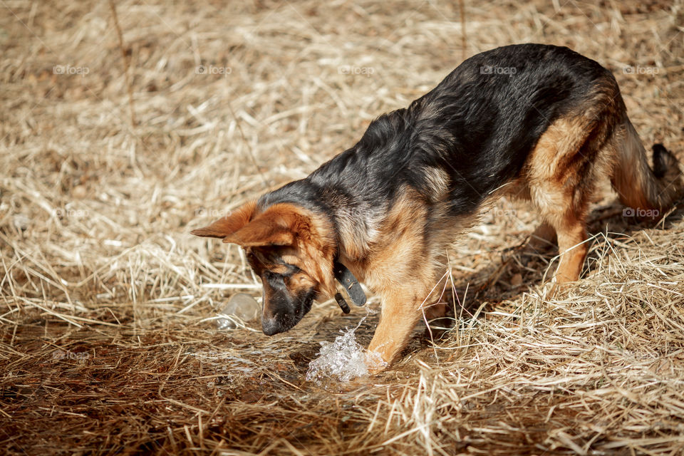 German shepherd young male dog walking outdoor at spring day