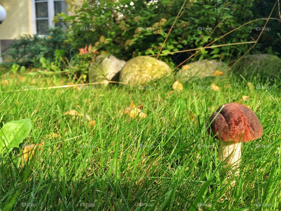 Close-up of a mushroom