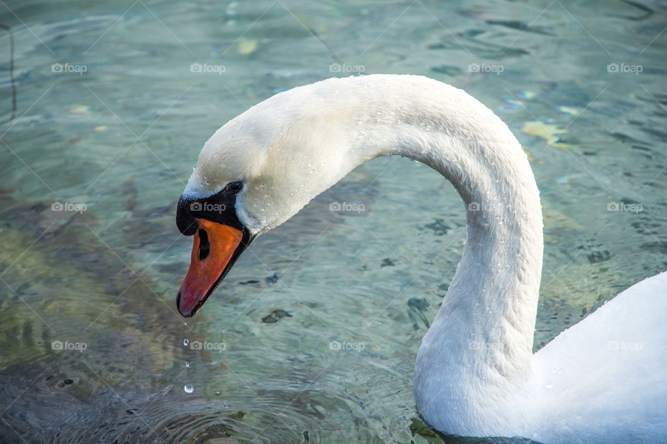 Swan, Bird, Water, No Person, Lake