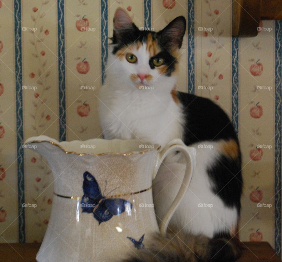 Calico cat sitting on shelf