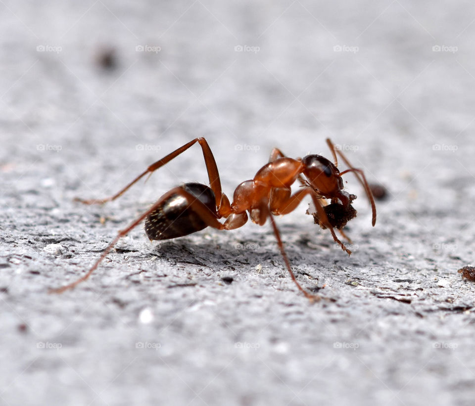 Close up of a ant eating