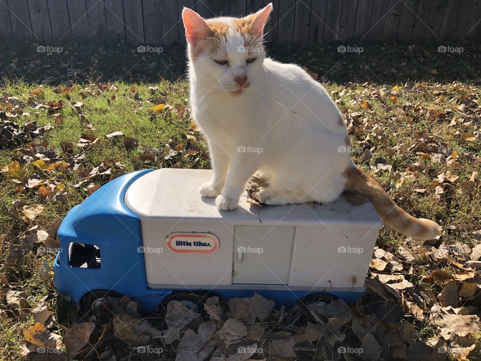 Cat on truck on fall day with lots of leaves on the ground