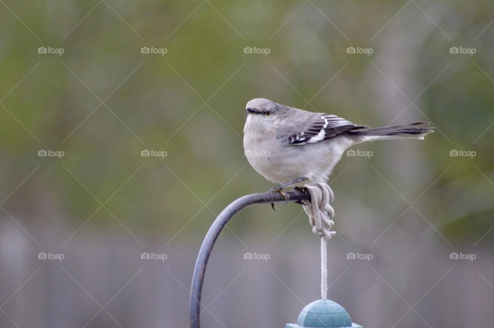 Mockingbird perched on top of a feeder 